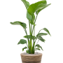 Strelitzia nicolai în ghiveci Drypot cu model din ratan