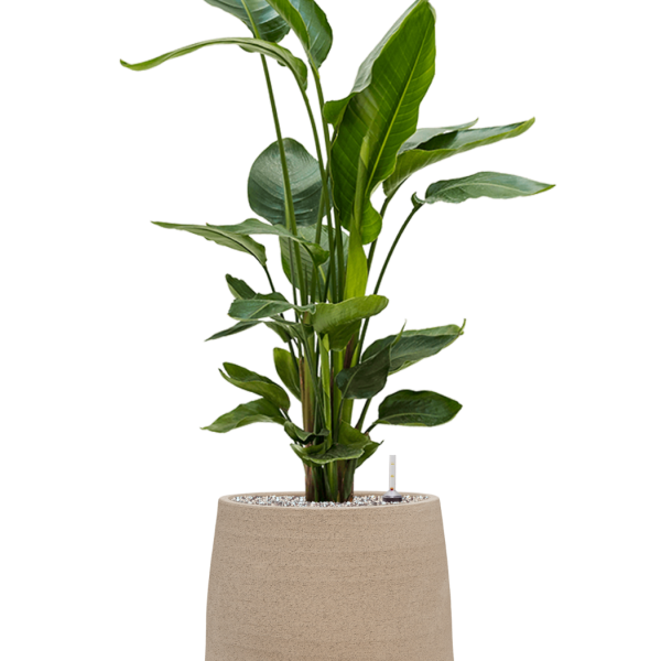 Strelitzia nicolai în humus