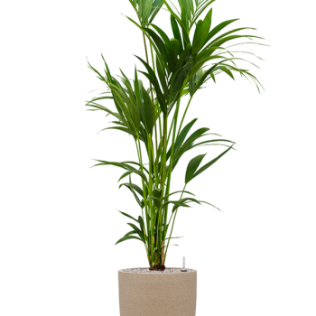 Kentia (Howea) forsteriana în Chao Kentia (Howea) forsteriana în Chao