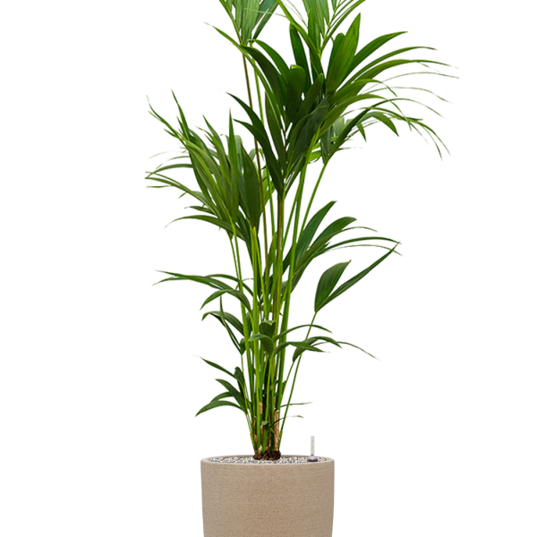 Kentia (Howea) forsteriana în Chao