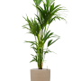 Kentia (Howea) forsteriana în Chao