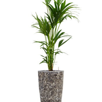 Kentia (Howea) forsteriana în Baq Lava Kentia (Howea) forsteriana în Baq Lava