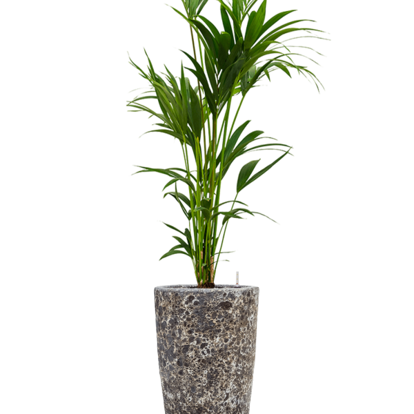 Kentia (Howea) forsteriana în Baq Lava