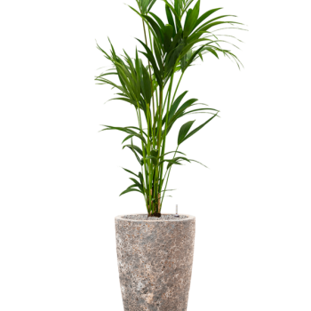 Kentia (Howea) forsteriana în Baq Lava Kentia (Howea) forsteriana în Baq Lava