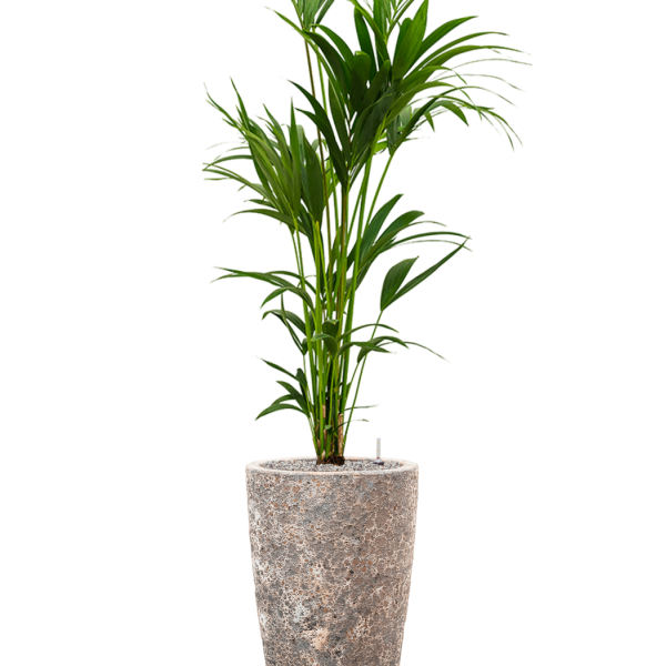 Kentia (Howea) forsteriana în Baq Lava
