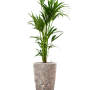 Kentia (Howea) forsteriana în Baq Lava