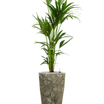Kentia (Howea) forsteriana în Baq Lava Kentia (Howea) forsteriana în Baq Lava