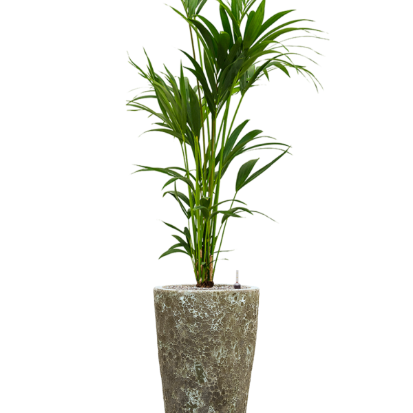 Kentia (Howea) forsteriana în Baq Lava