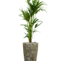 Kentia (Howea) forsteriana în Baq Lava