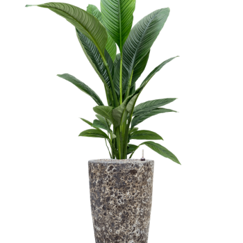 Spathiphyllum „Sensation” în Baq Lava Spathiphyllum „Sensation” în Baq Lava