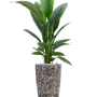 Spathiphyllum „Sensation” în Baq Lava