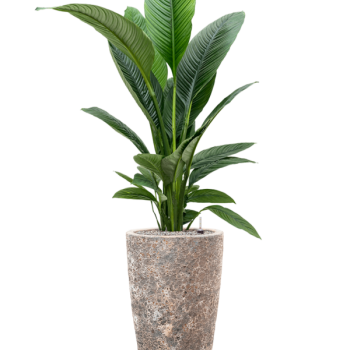 Spathiphyllum „Sensation” în Baq Lava Spathiphyllum „Sensation” în Baq Lava