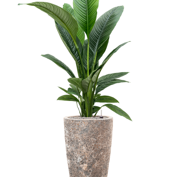 Spathiphyllum „Sensation” în Baq Lava Spathiphyllum „Sensation” în Baq Lava