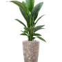 Spathiphyllum „Sensation” în Baq Lava