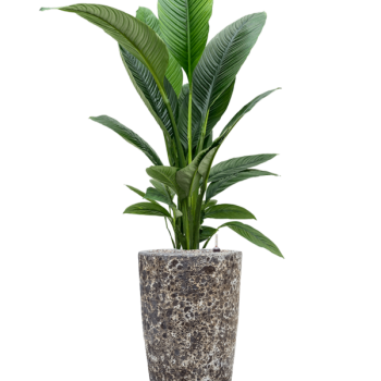 Spathiphyllum „Sensation” în Baq Lava Spathiphyllum „Sensation” în Baq Lava