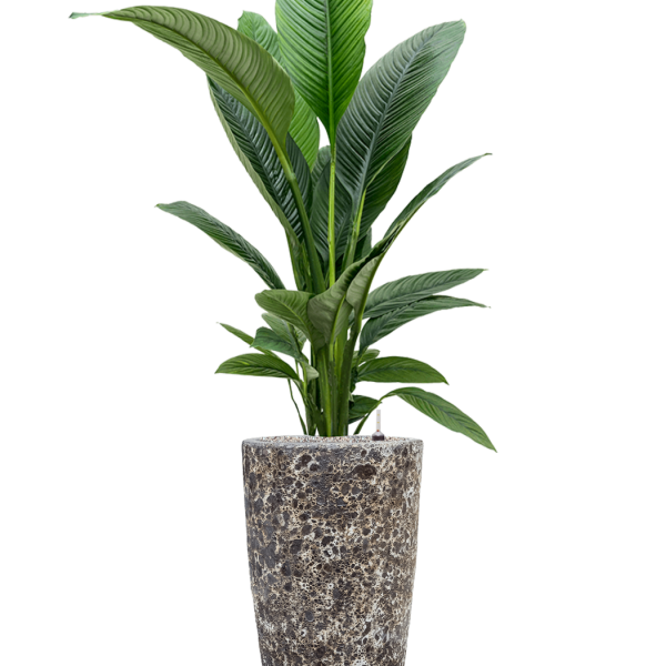 Spathiphyllum „Sensation” în Baq Lava Spathiphyllum „Sensation” în Baq Lava