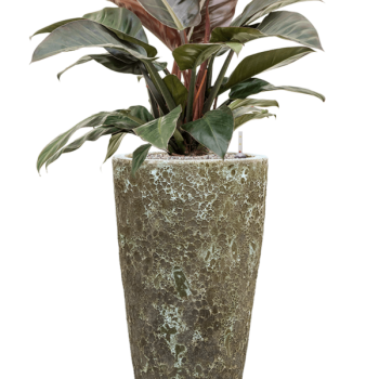 Philodendron „Imperial Red” în ghiveci Baq Lava Philodendron „Imperial Red” în ghiveci Baq Lava