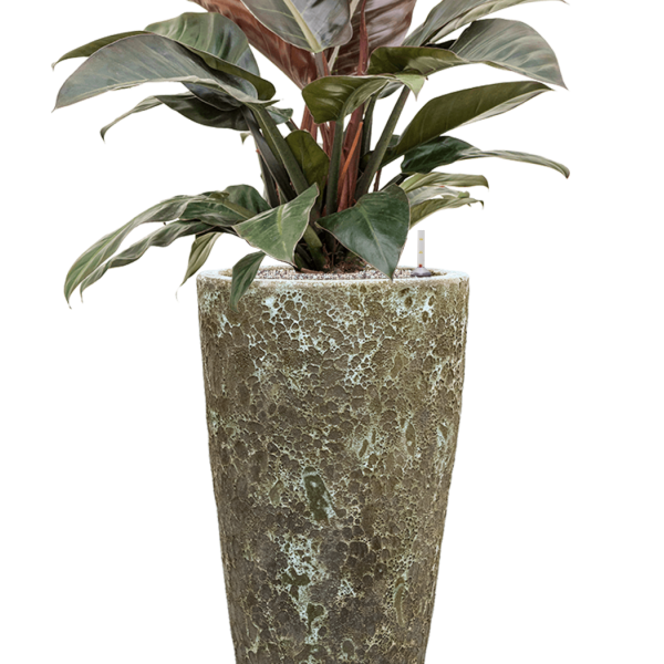 Philodendron „Imperial Red” în ghiveci Baq Lava