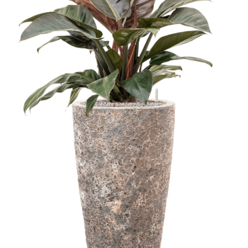 Philodendron „Imperial Red” în ghiveci Baq Lava Philodendron „Imperial Red” în ghiveci Baq Lava