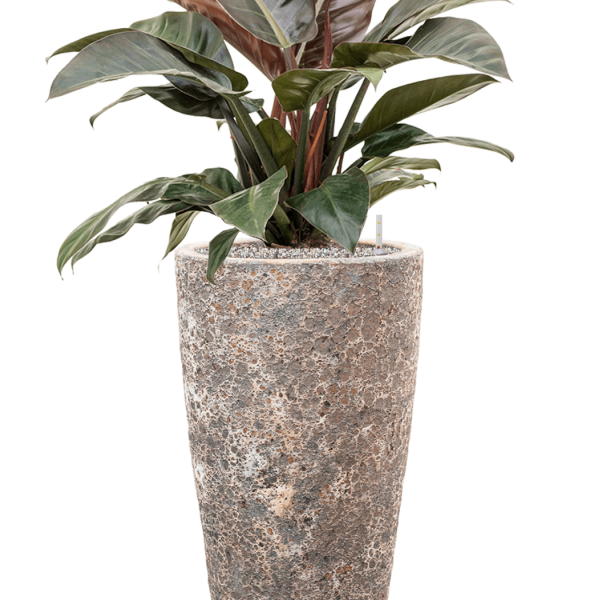 Philodendron „Imperial Red” în ghiveci Baq Lava