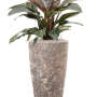 Philodendron „Imperial Red” în ghiveci Baq Lava