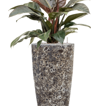 Philodendron „Imperial Red” în ghiveci Baq Lava Philodendron „Imperial Red” în ghiveci Baq Lava