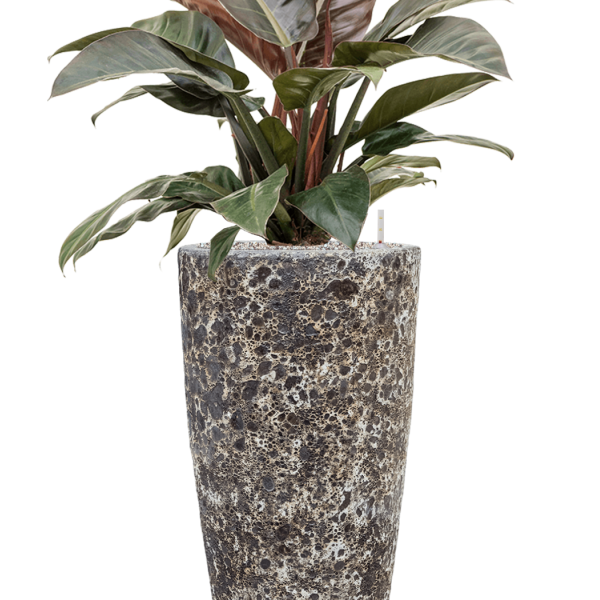 Philodendron „Imperial Red” în ghiveci Baq Lava
