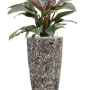 Philodendron „Imperial Red” în ghiveci Baq Lava