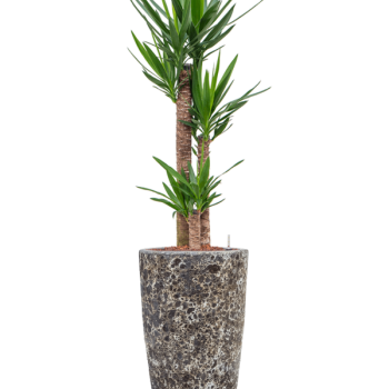 Yucca elephantipes în Baq Lava Yucca elephantipes în Baq Lava