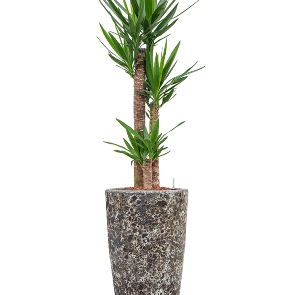 Yucca elephantipes în Baq Lava Yucca elephantipes în Baq Lava