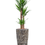 Yucca elephantipes în Baq Lava