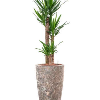 Yucca elephantipes în Baq Lava Yucca elephantipes în Baq Lava