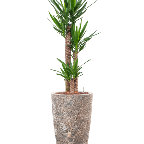 Yucca elephantipes în Baq Lava