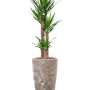 Yucca elephantipes în Baq Lava