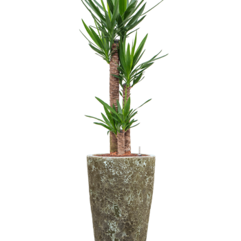 Yucca elephantipes în Baq Lava Yucca elephantipes în Baq Lava