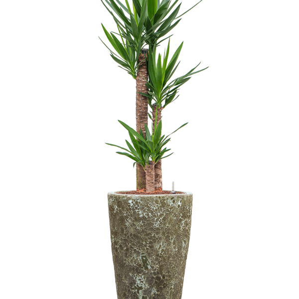 Yucca elephantipes în Baq Lava