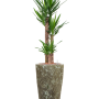 Yucca elephantipes în Baq Lava