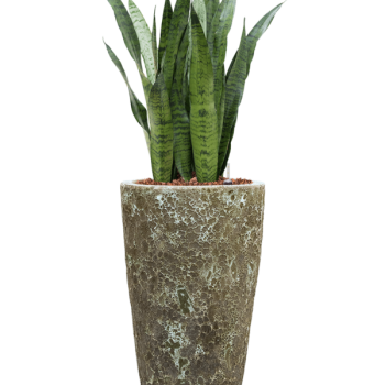 Sansevieria zeylanica în Baq Lava