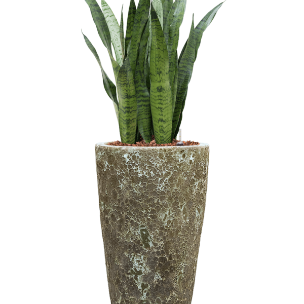 Sansevieria zeylanica în Baq Lava Sansevieria zeylanica în Baq Lava