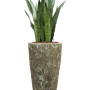 Sansevieria zeylanica în Baq Lava