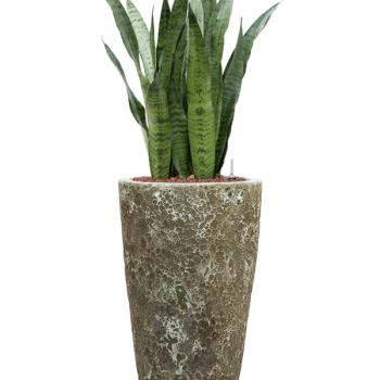 Sansevieria zeylanica în Baq Lava