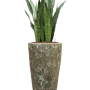 Sansevieria zeylanica în Baq Lava