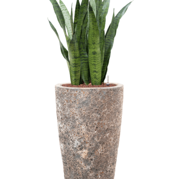 Sansevieria zeylanica în Baq Lava