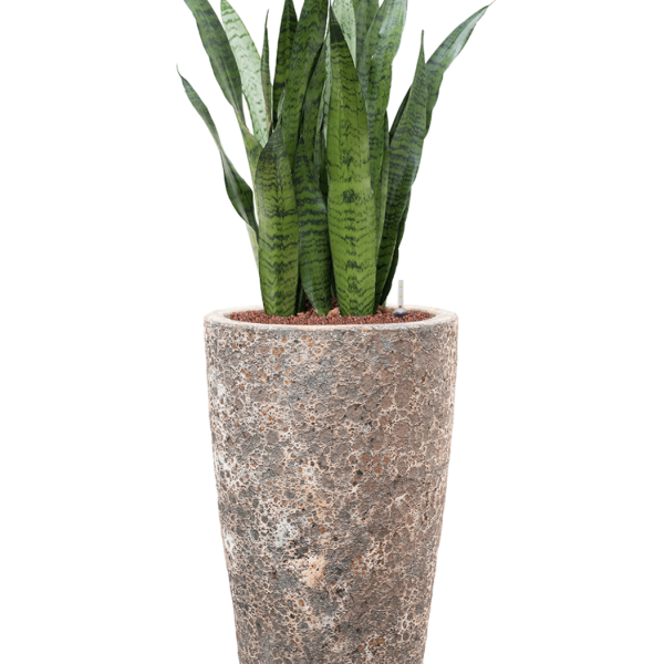 Sansevieria zeylanica în Baq Lava Sansevieria zeylanica în Baq Lava
