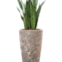 Sansevieria zeylanica în Baq Lava