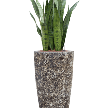 Sansevieria zeylanica în Baq Lava Sansevieria zeylanica în Baq Lava