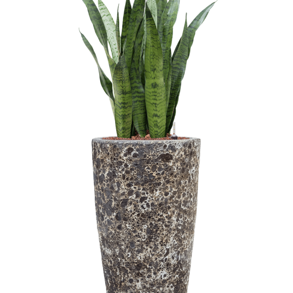 Sansevieria zeylanica în Baq Lava Sansevieria zeylanica în Baq Lava
