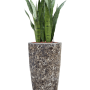 Sansevieria zeylanica în Baq Lava