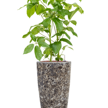 Schefflera actinophylla 'Amate' în Baq Lava