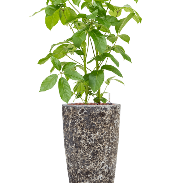 Schefflera actinophylla 'Amate' în Baq Lava